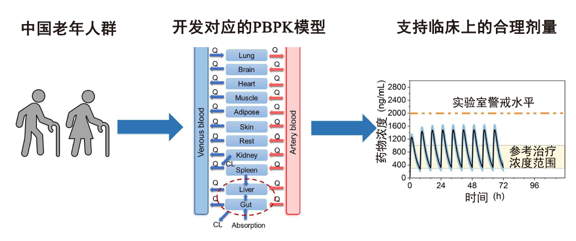 文章推薦 | 使用生理藥代動力學(xué)PBPK模型支持中國老年人群的合理用藥
