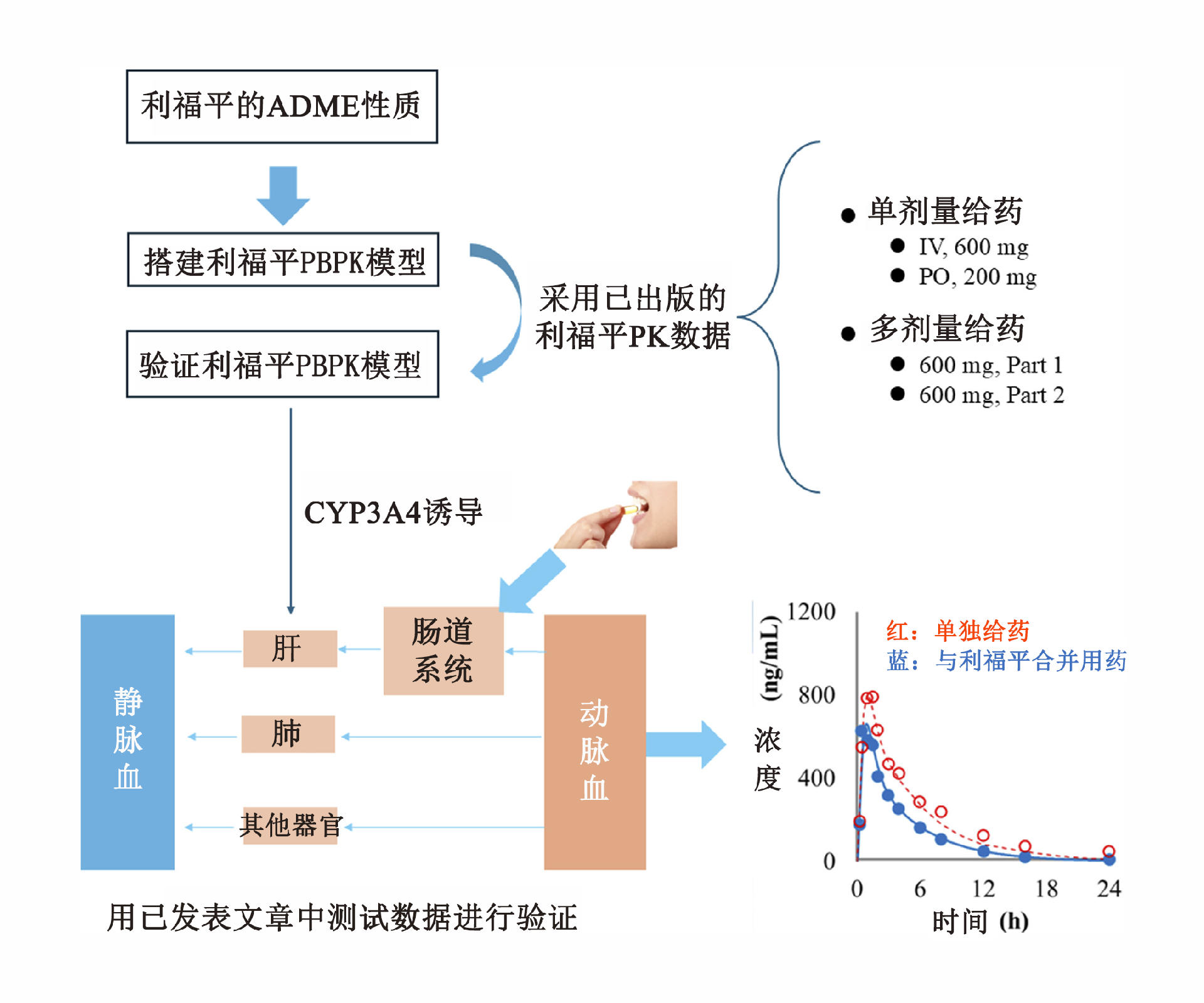 文章推薦 | 建立CYP3A4誘導(dǎo)介導(dǎo)的藥物相互作用的高性能PBPK預(yù)測模型：通過優(yōu)化和驗(yàn)證方法